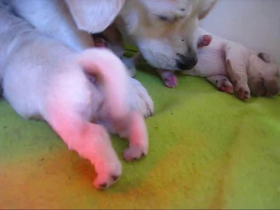 2013-11-07 BB Djack et Diamant sans