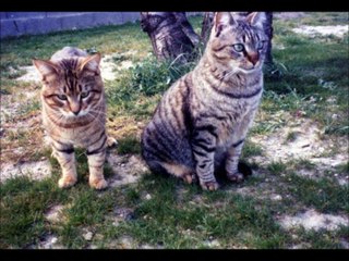 Mes cher disparus ! Pompon Bibi Poupette Prince Loustic Calin !