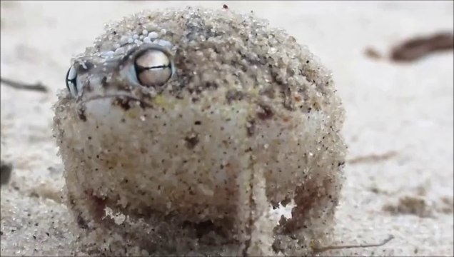 Desert Rain Frog vs Twisted Sister vs Pink Floyd vs Queen - Frock (Bastard Batucada Fofura Mashup)