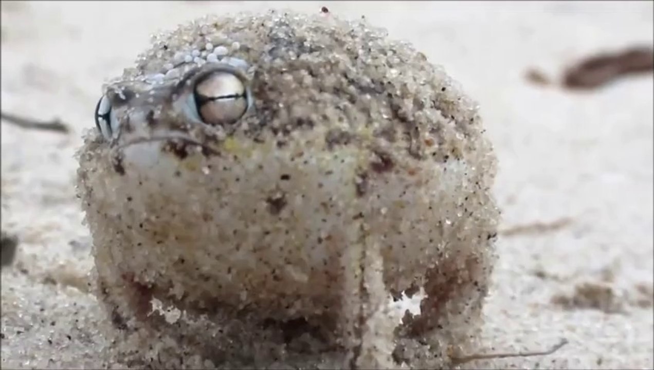 Desert Rain Frog vs Twisted Sister vs Pink Floyd vs Queen - Frock (Bastard Batucada Fofura Mashup)