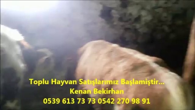 kars besilik simental, kars besilik simental buzağı, kars besilik simental dana, kars besilik simental fiyatları, kars besilik ve kasaplık danalar, kars besiye gidecek dana,