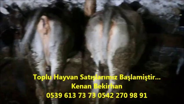 Kars Kesimlik Hayvanlar, Kars Kesimlik İnekler, Kars Gebe Düveler, Kars Gebe İnekler, Kars Kesimlik Danalar,