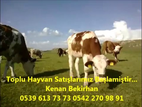 Kars Damızlık Danalar, Kars Besilik Düveler, Kars Damızlık Düveler, Kars Damızlık İnekler, Kars Boğa Satışları,