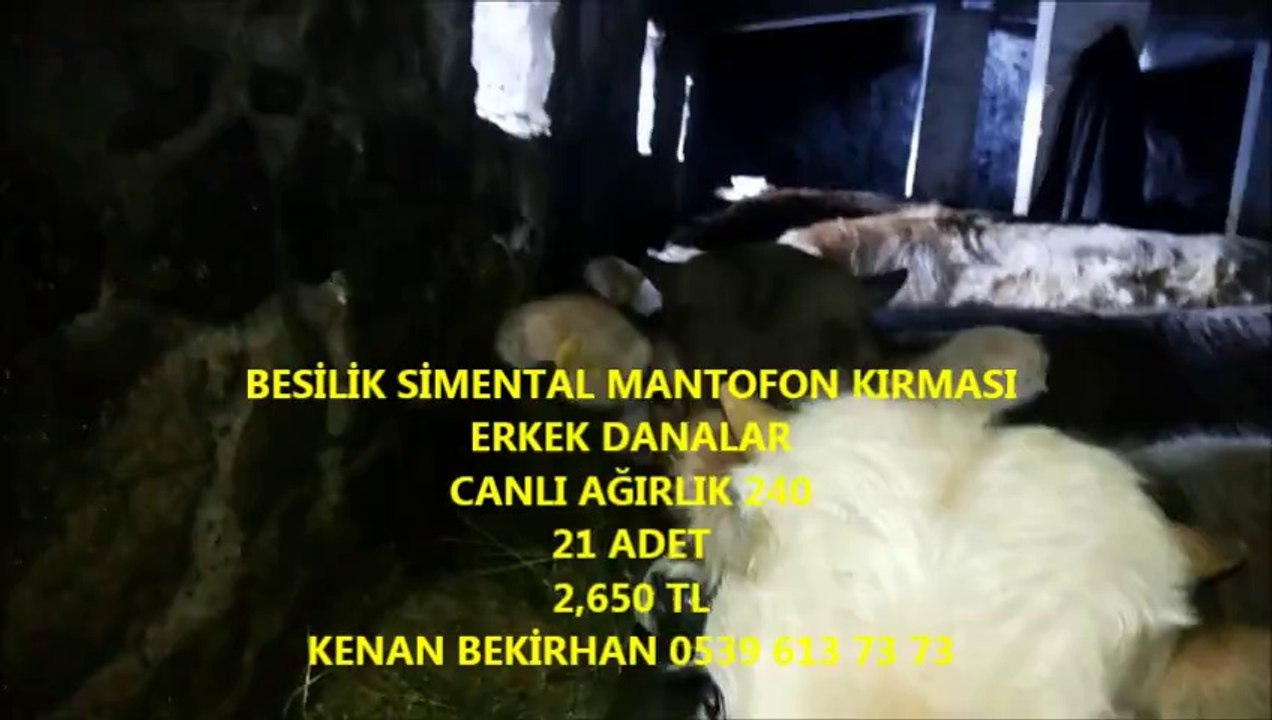 Kars Kesimlik İnek Fiyatları 2014 Kars Düve Fiyatları 2014 Kars Boğa Altı Düve Fiyatları 2014 Kars Düve Fiyatları 2014