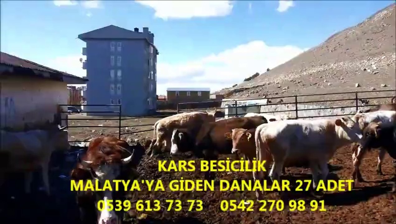 Kars Yerlisi Dana Fiyatları Kars Yerlisi Erkek Dana Fiyatları Kars Yerlisi Dişi Dana Fiyatları Kars Yerlisi Hayvan Fiyatları