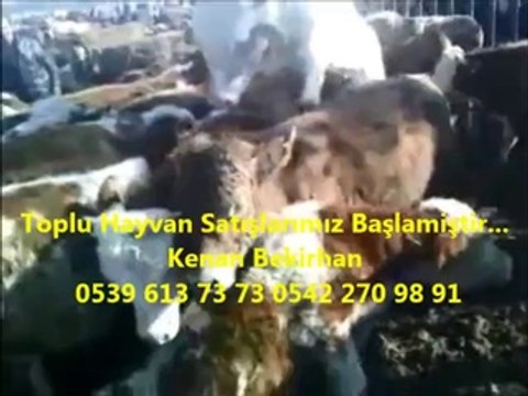 Kars Yerlisi Boğa Altı Düve Fiyatları Kars Yerlisi Düve Fiyatları Kars Dana Fiyatları 2014 Kars Erkek Dana Fiyatları 2014