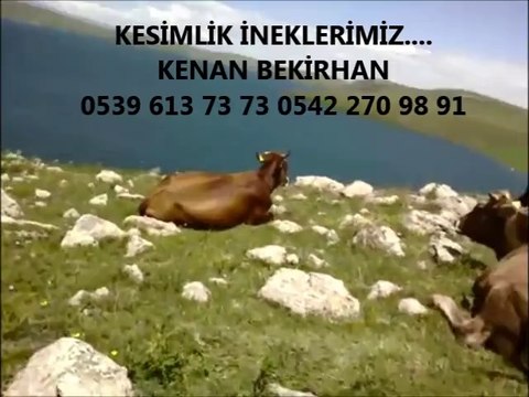 Kars Yerlisi İnek Fiyatları Kars Yerlisi Buzağılı İnek Fiyatları Kars Yerlisi Kesimlik İnek Fiyatları Kars Yerlisi Düve Fiyatları