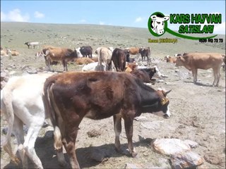 Kars Montafon Dana Fiyatları Kars Montafon Erkek Dana Fiyatları Kars Montafon Dişi Dana Fiyatları Kars Montafon Hayvan Fiyatları