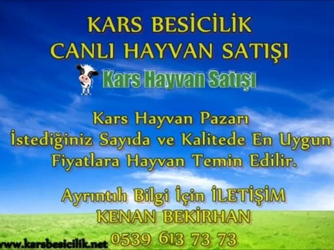 Kars Simental Kurbanlık Fiyatları Kars Simental Boğa Altı Düve Fiyatları Kars Simental İnek Fiyatları Kars Simental Kesimlik İnek Fiyatları