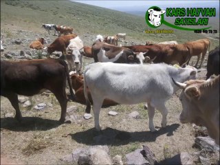 Download Video: Kars Simental Dişi Dana Fiyatları Kars Simental Düve Fiyatları Kars Simental Boğa Fiyatları  Kars Simental Kesimlik Hayvan Fiyatları