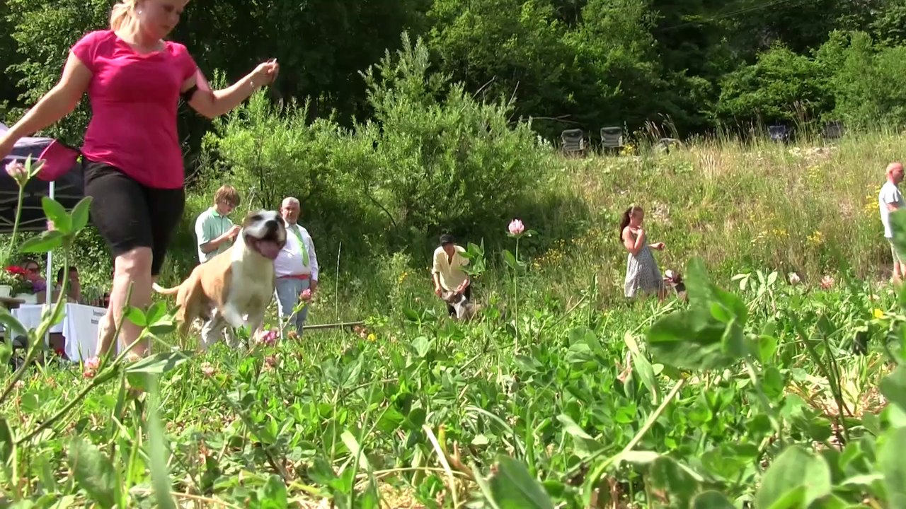 Hundewettbewerb - Energy for Life Akademie 2014