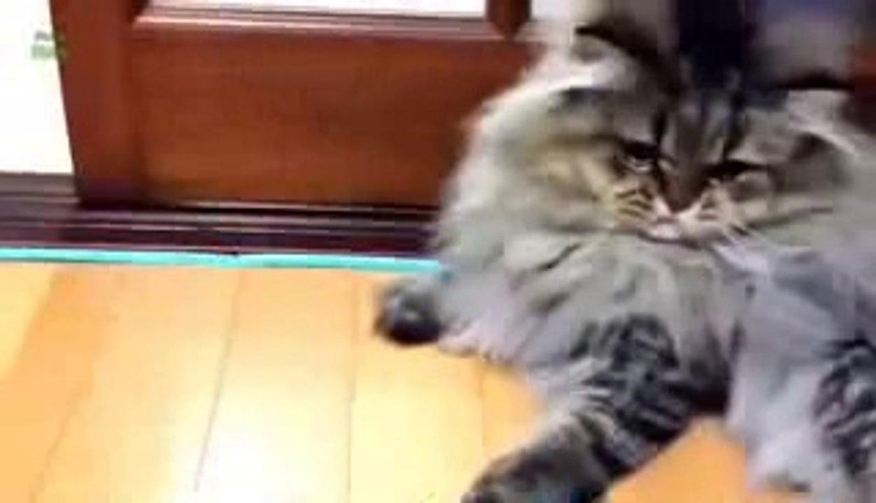 Funny Videos Fail Compilation, Funny Pranks and Funny Cats Videos New Funny Video