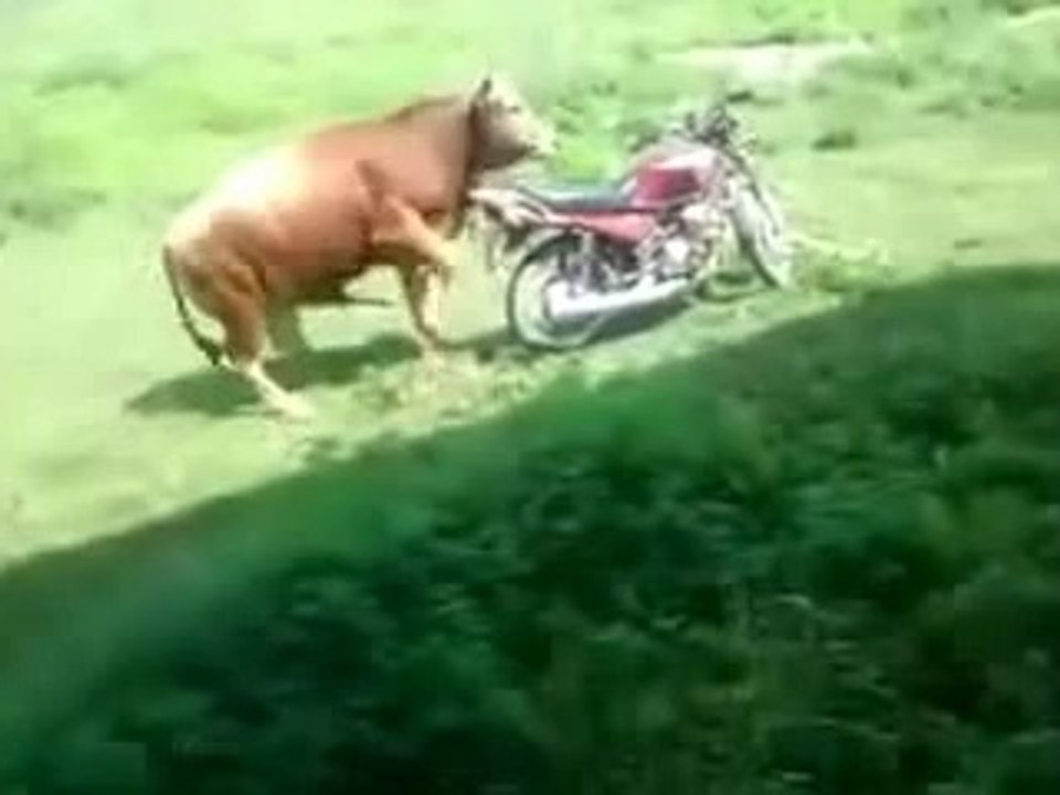 que hace el toro