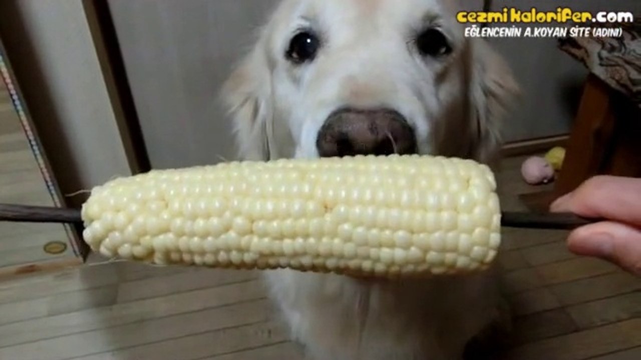 Şapur Şupur Mısır Yiyen Köpek Dailymotion Video