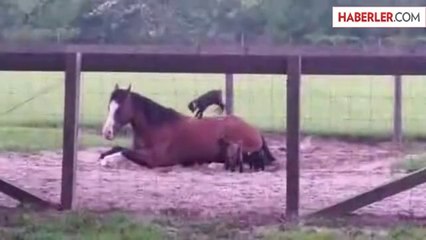 Atın Yavru Keçilere Gösterdiği Sabır Hayrete Düşürdü
