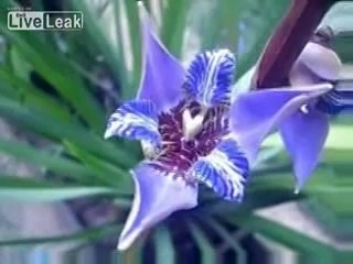 Orkide Çiçeği Açılma Anı