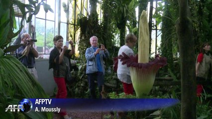 Des centaines d'admirateurs pour le "Pénis de Titan" à Nantes