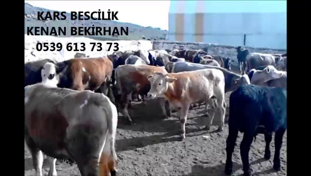 Kars Buzağılı İnek Fiyatları Kars Kesimlik İnek Fiyatları Kars Düve