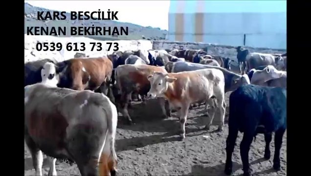 Kars Buzağılı İnek Fiyatları Kars Kesimlik İnek Fiyatları Kars Düve Fiyatları Kars Boğa Altı Düve Fiyatları Kars Düve Fiyatları