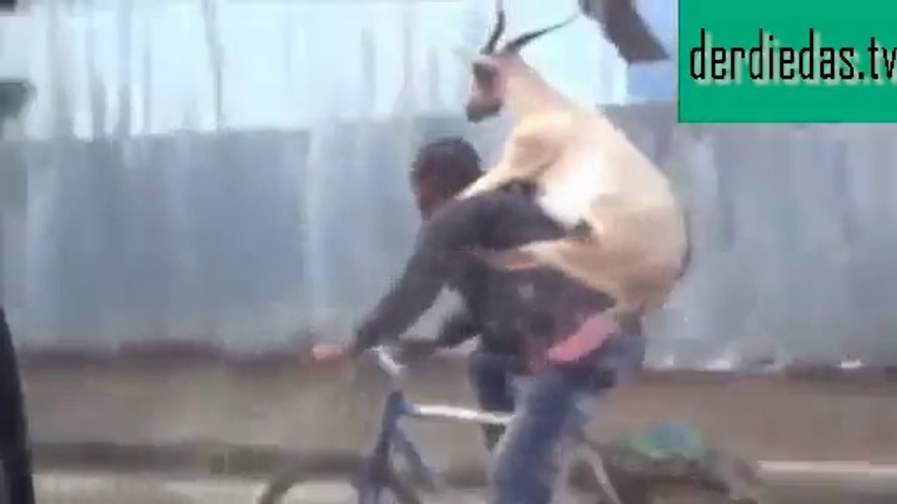 Die Ziege, die gerne Fahrrad fährt. Ohaaa : )