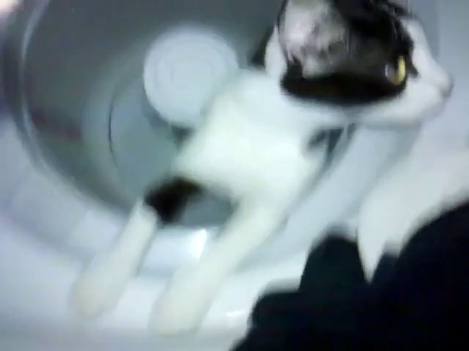 Cat powered washing machine