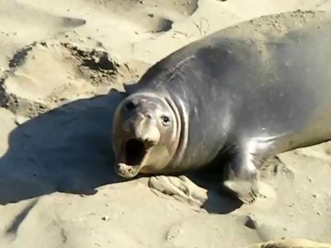 Yawning and Sleepy Elephant Seal