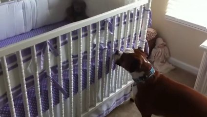 Boxer Responds To Newborns First Cries