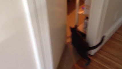 Cat opens door