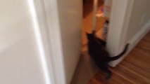 Cat opens door