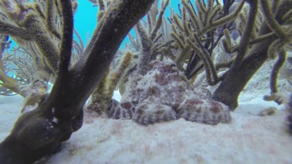 Octopus grabs GoPro - Tug of War