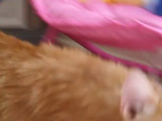 Mr. Kitty & a beam of light