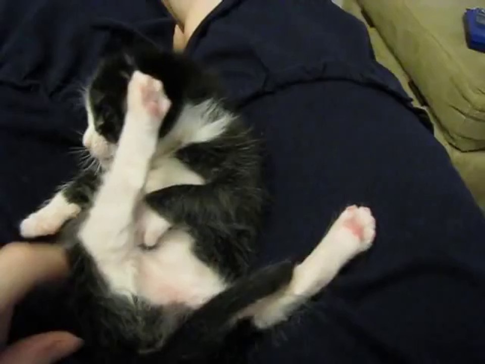 Silly Sundae Kitten