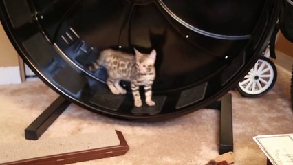 Bengal Kitten Running in Cat Wheel