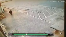 Curious bear roams store parking lot