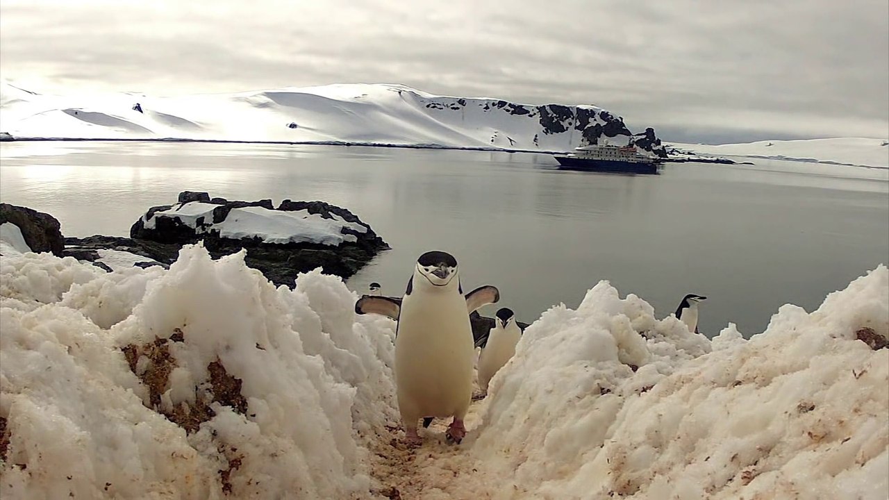 Quand les pingouins se mettent également à la danse !
