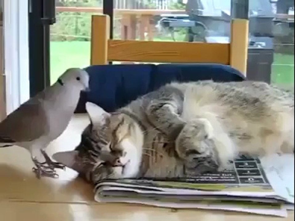 Kediyi deli eden kuş... :))