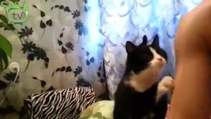 Sevilmek İstenen Kedi