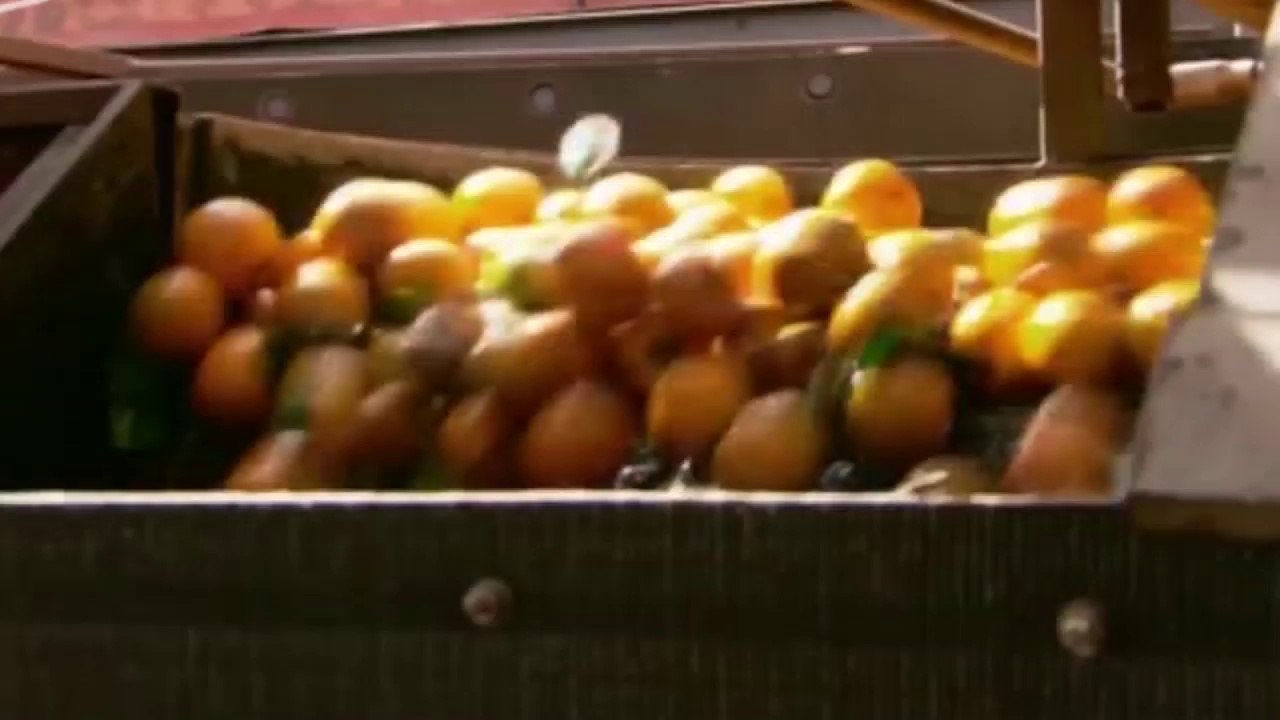 Cómo se hace zumo de naranjas en Florida