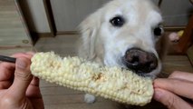 Watching This Beautiful Golden Retriever Eat Corn Is Strangely Comforting