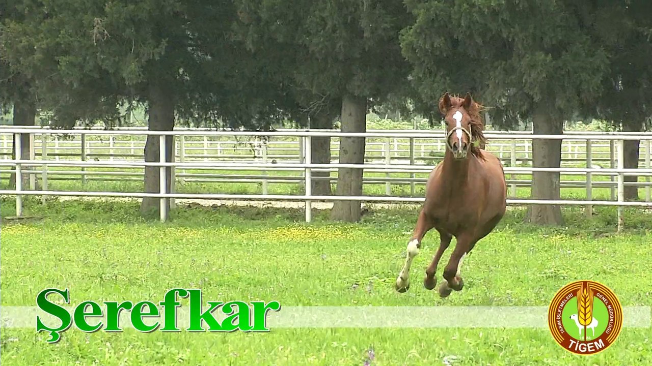 SEFERKAR