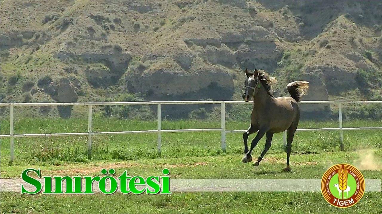 1SINIRÖTESİ