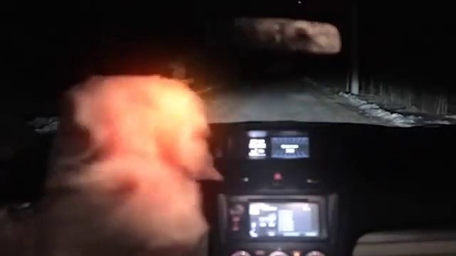 Elle frappe un chien avec sa voiture ce qui arrive ensuite est incroyable