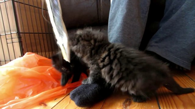 Cute Kittens Film - From birth to 8 weeks