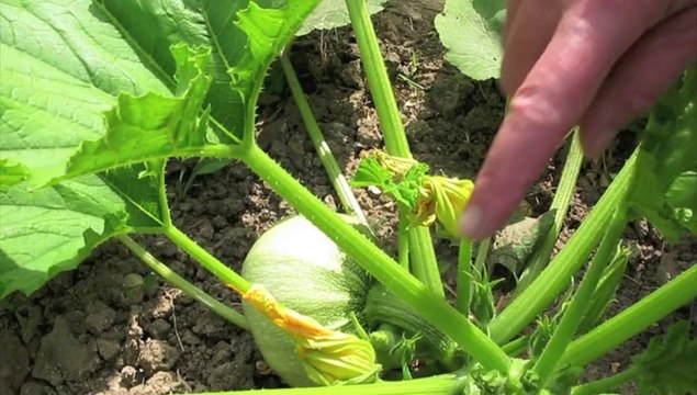 Jardinage: que sont devenus les semis de courges?