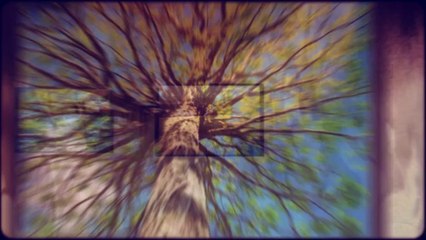 Jedidiah Tree Service - (501) 744-8413