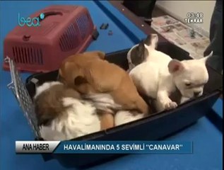 yavru köpekler 2013 agustos 11  kubilaysavash