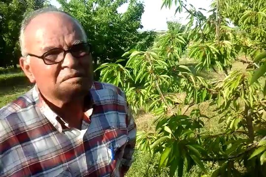 Kuruyan Napalyon Kiraz Ağacı - Ziraat 900 - Isparta Senirkent Yassıören - Köyü - Ali Güneş