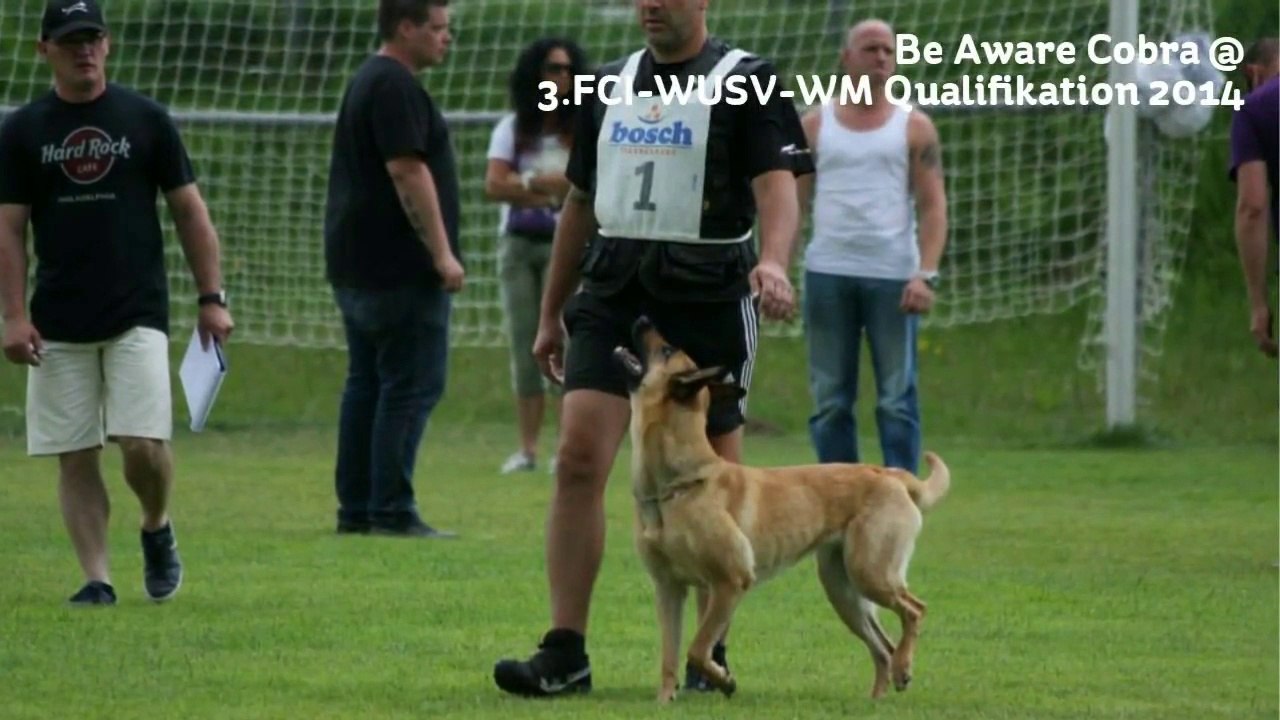Be Aware Cobra @ UO - 3.FCI-WUSV-WM Qualifikation 2014