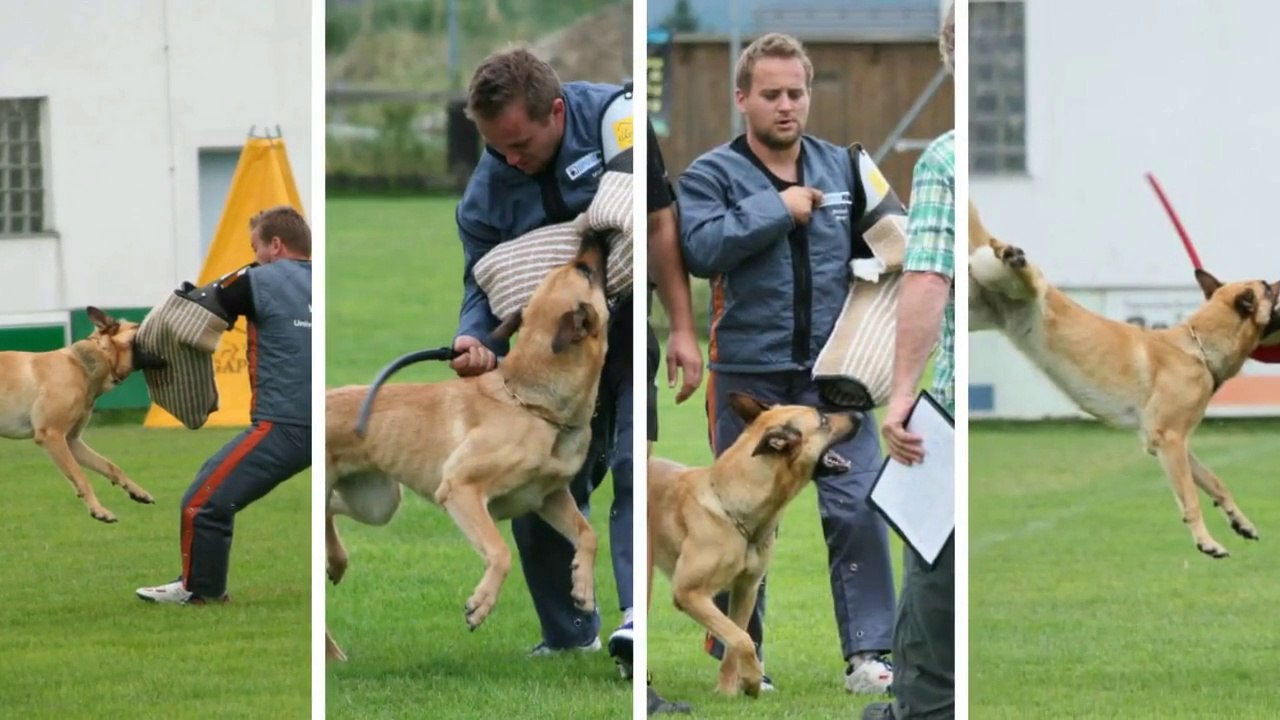 Be Aware Cobra @ 3.FCI-WUSV-WM Qualifikation 2014 - Schutzdienst