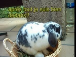 Titou le lapinou!!